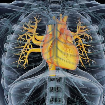 Cover image for research topic "Global Excellence in Cardiovascular and Smooth Muscle Pharmacology: Europe"