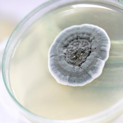 Cover image for research topic "The Significance of Mitogenomics in Mycology, Volume II"
