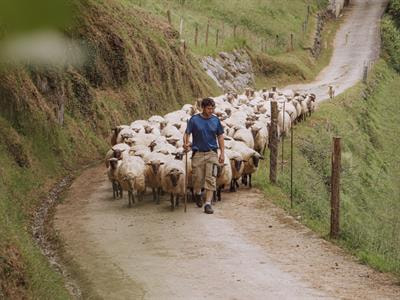 Cover image for research topic "Livestock and its role in the emergence, spread, and evolution of antimicrobial resistance: Animal-to-human or animal-to-environment transmission"