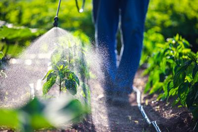 Cover image for research topic "Cultivation and Breeding of Special Crops"