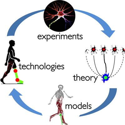 Cover image for research topic "Neuromechanics and Control of Physical Behavior: from Experimental and Computational Formulations to Bio-inspired Technologies"