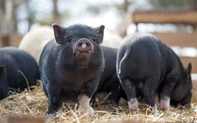 Cover image for research topic "Antimicrobial Resistance in Zoonotic Bacteria"