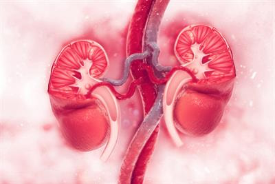 Cover image for research topic "Global Excellence in Renal Pharmacology 2022: Asia and Australasia"