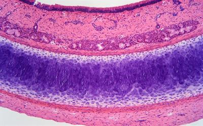 Cover image for research topic "Methodologies to improve the performance of chondrocytes for cartilage repair and regeneration"