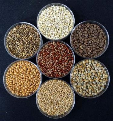 Cover image for research topic "Integrating plant genetics and genomics for delineating climate resilience and health benefitting characteristics from millets"