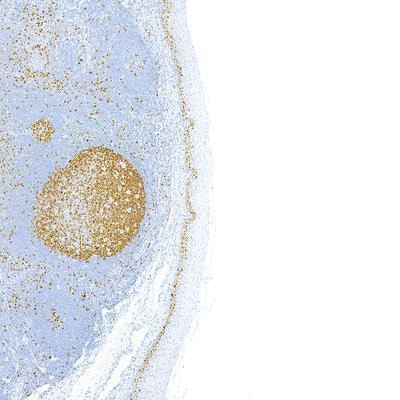 Cover image for research topic "Insights in Urologic Oncology, Volume I"