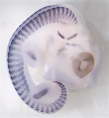 Cover image for research topic "Signalling Pathways in Embryonic Development"