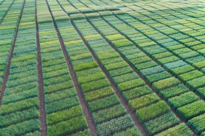 Cover image for research topic "Development, Stress Response and Metabolism of Sweet Potato"