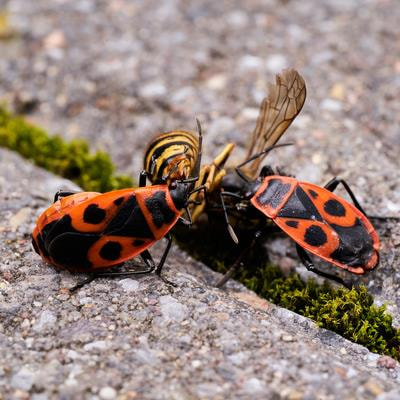 Cover image for research topic "Editors' Showcase: Foraging and Antipredator Behavior"