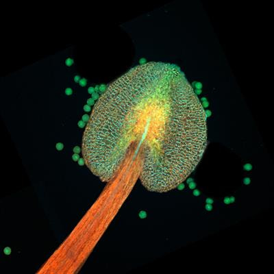 Cover image for research topic "Molecular Insights in Plant Reproductive Isolation Barriers"