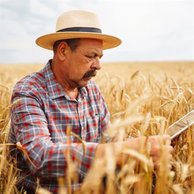 Cover image for research topic "Healthy Grains and Cereals: Sustainability, New Ingredients and Innovative Processing"