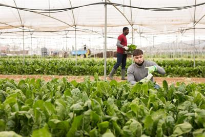 Cover image for research topic "Regulation of Horticultural Fruits and Vegetables Quality: Internal or External Factors"