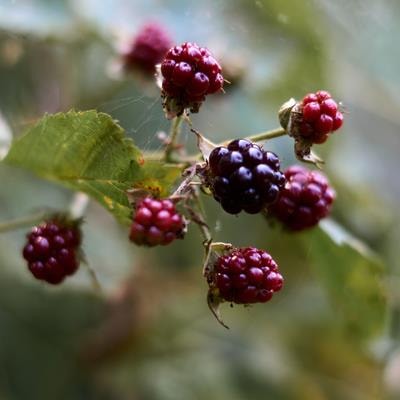 Cover image for research topic "New Insights in Small Fruit Diseases"