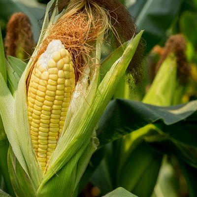 Cover image for research topic "Maize Stress Ecophysiology and Regulation"
