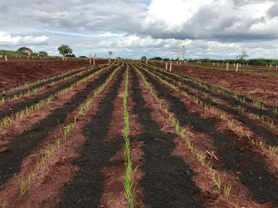 Cover image for research topic "Optimizing the Use of Organic Amendments to Meet Climate-Smart Agriculture and Soil Fertility Goals"