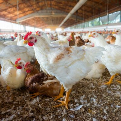Cover image for research topic "The Association between Avian Physiology and Meat Quality"