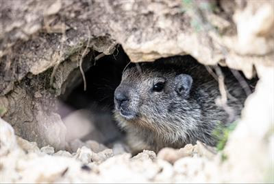 Cover image for research topic "Torpor and Hibernation: Metabolic and Physiological Paradigms"