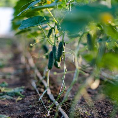 Cover image for research topic "Advances in Genomics, Genetics, and Breeding of the Cucurbit Plant"