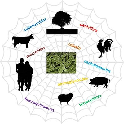 Cover image for research topic "Antimicrobial Resistance in Livestock Production and its Animal and Public Health Significance"