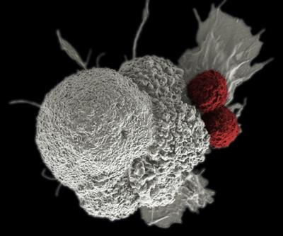 Cover image for research topic "The Magic Bullet Evolution in Tumor Therapy: Novel Drug Conjugates for Targeted Delivery"