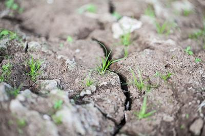 Cover image for research topic "Plant Responses to Environmental Stresses Based on Physiological and Functional Ecology"