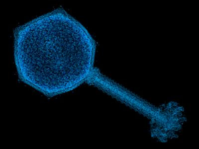 Cover image for research topic "Engineering Antibodies and Bacteriophages to Manage and Diagnose Microbial Infections"
