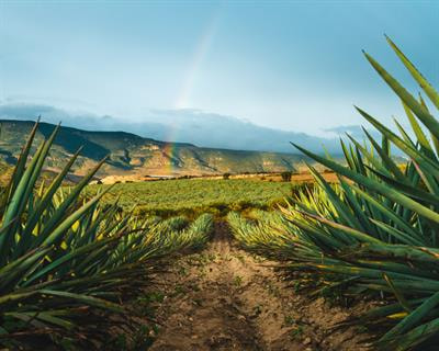 Cover image for research topic "Applications of Omics in Plant-Microbiome Interactions"