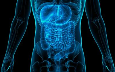 Cover image for research topic "The Role of Nutritional Strategies in the Regulation of Gut Microbiota and Host Immune System"