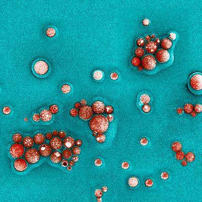 Cover image for research topic "Drug Discovery and Nano Delivery of Natural Products"