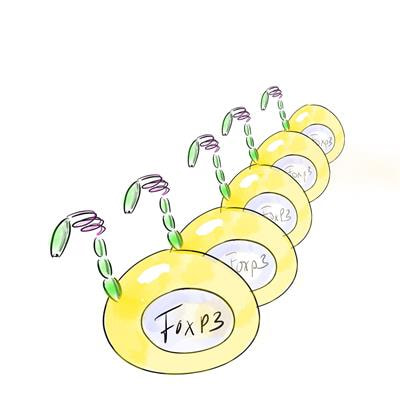 Cover image for research topic "Therapeutic Potential of Gene-Modified Regulatory T Cells"