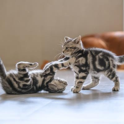 Cover image for research topic "Editors' Showcase: Behavioral Development and Play"
