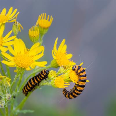 Cover image for research topic "Plant Defense Mechanisms in Plant-pathogen Interactions"