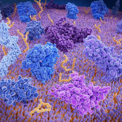 Cover image for research topic "Ion Channels and Transporters as Drug Targets in Immune Disorders"