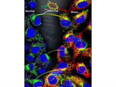 Cover image for research topic "Protein S- Glutathionylation Translates a Regulatory Switch for Health and Disease"