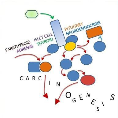 Cover image for research topic "Cell Signaling in Tumors of Endocrine and Endocrine-responsive Tissues"