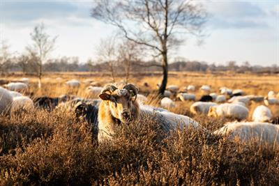 Cover image for research topic "Heat Stress and Immune Responses in Livestock: Current Challenges and Intervention Strategies"