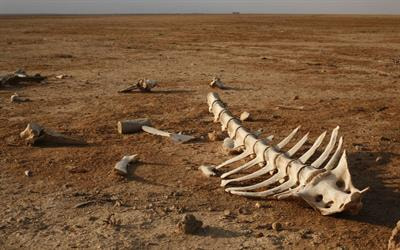 Cover image for research topic "Animals as dark tourism attractions: experiences, contexts, and ethics"