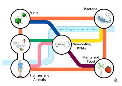 Cover image for research topic "Inter-kingdom communication mechanisms mediated by non-coding RNAs"