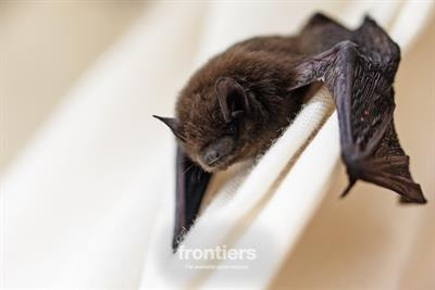 Cover image for research topic "The role of bats and their immune system in structuring host–pathogen interactions"