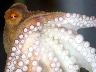 Cover image for research topic "Vision in Cephalopods"
