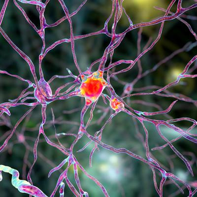 Cover image for research topic "Use of Nutraceuticals for Neurodegenerative Diseases"