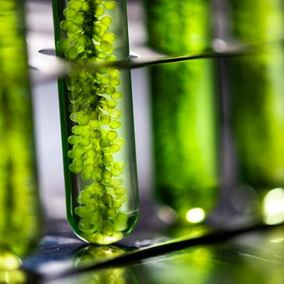 Cover image for research topic "Plant-Derived Natural Products: Towards Novel Interventions for Neurodegenerative Diseases"