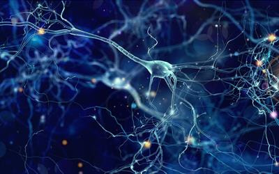 Cover image for research topic "Role of Neurotrophins and Their Receptors in Brain Development, Neurological Disorders and Nervous System Diseases"