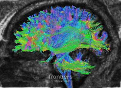 Cover image for research topic "Glial Cells: Mere Passive Contributors to Brain Function?"