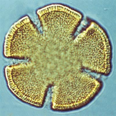 Cover image for research topic "Palynology and Vegetation History"