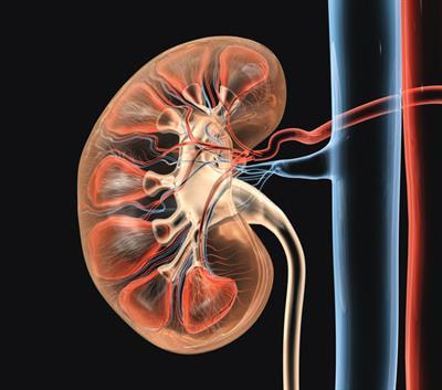 Cover image for research topic "Global Excellence in Renal Pharmacology 2022: Central and South America"
