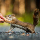 Cover image for research topic "The Neurobiological and Cognitive Underpinnings of Appetitive and Aversive Motivation"