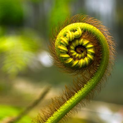 Cover image for research topic "Biology, Systematics, and Evolution of Ferns and Lycophytes in the Omics Era, Volume II"