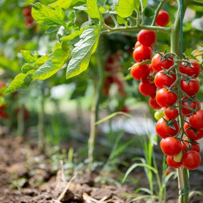 Cover image for research topic "Innovation in Sustainable Food"