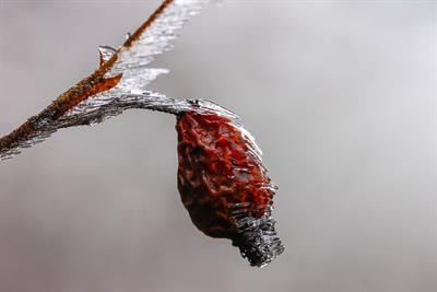 Cover image for research topic "Chilling Tolerance and Regulation of Horticultural Crops: Physiological, Molecular, and Genetic Perspectives"
